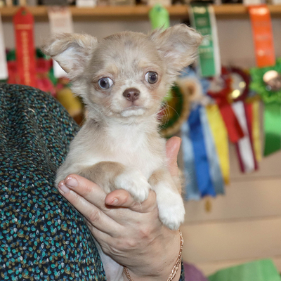 Валентра стар