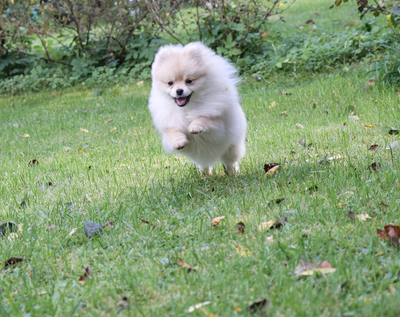 Валентра стар