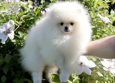 Валентра стар