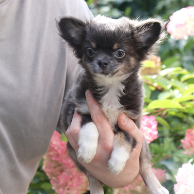 Валентра стар