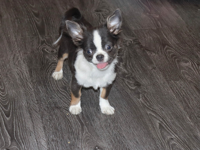 Валентра стар