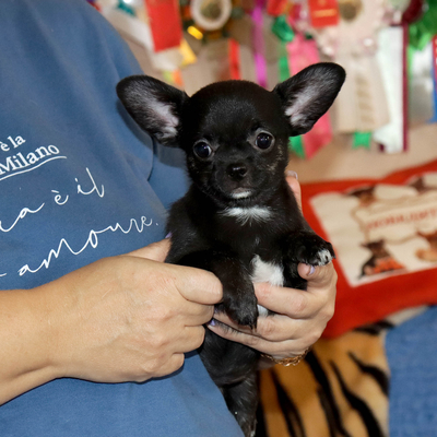 Валентра стар