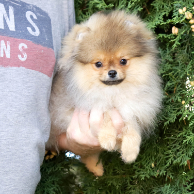 мини шпиц купить,медвежонок шпиц,пом шпиц, померанский шпиц,видео шпи мини шпиц купить,медвежонок шпиц,пом шпиц, померанский шпиц,видео шпи