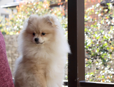 Валентра стар