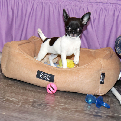 Валентра стар