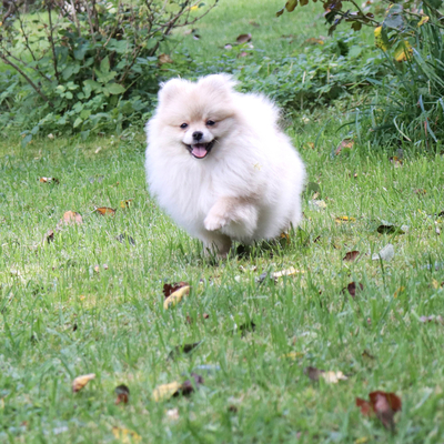 Валентра стар