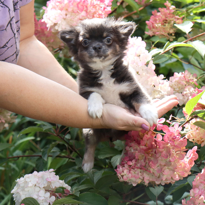 Валентра стар