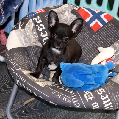 Валентра стар