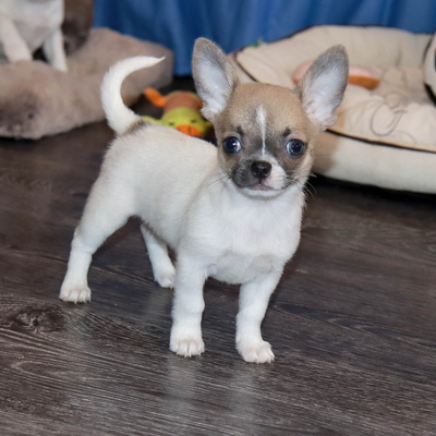 Валентра стар