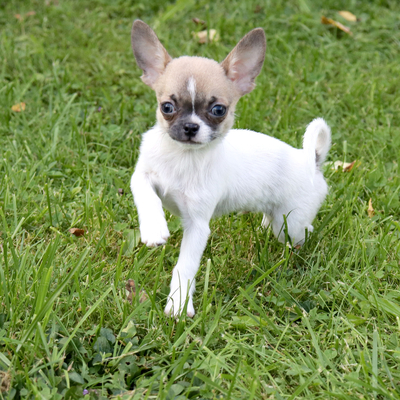 Валентра стар