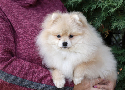 Валентра стар