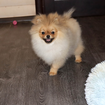 Валентра стар