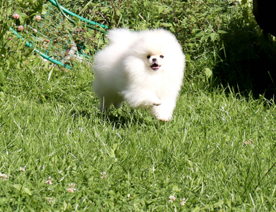 Валентра стар