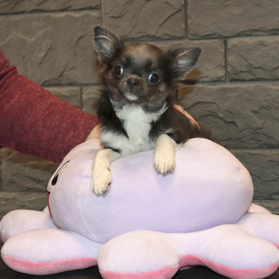 Валентра стар