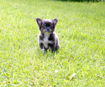 Валентра стар