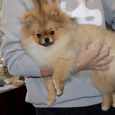 Валентра стар