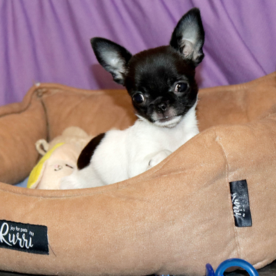 Валентра стар