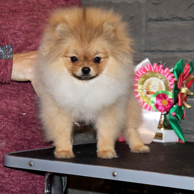 Валентра стар