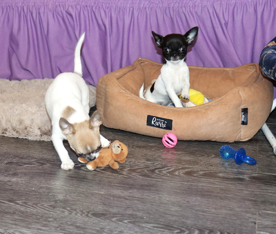 Валентра стар