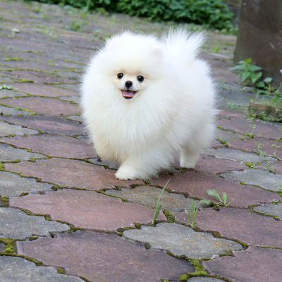 Валентра стар