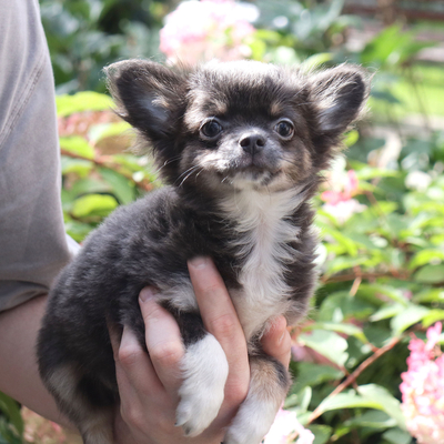 Валентра стар