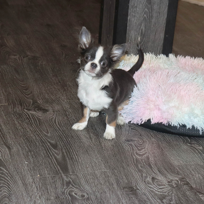 Валентра стар