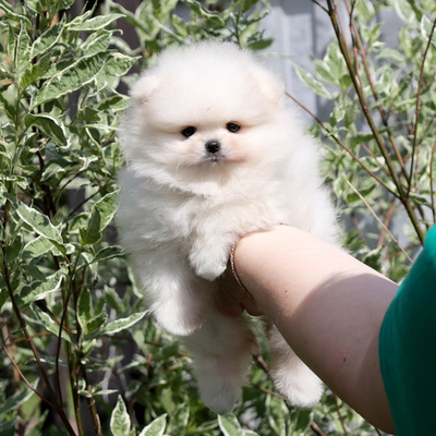 шпиц мини ,медвежонок шпиц,пом шпиц, померанский шпиц,видео шпи