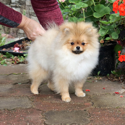 Валентра стар