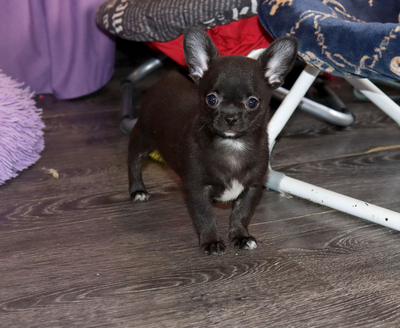 Валентра стар