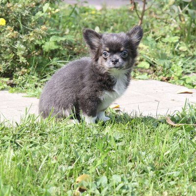 Валентра стар