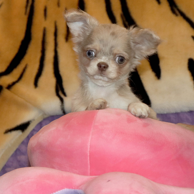 Валентра стар