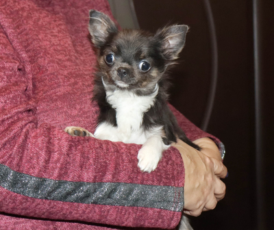 Валентра стар