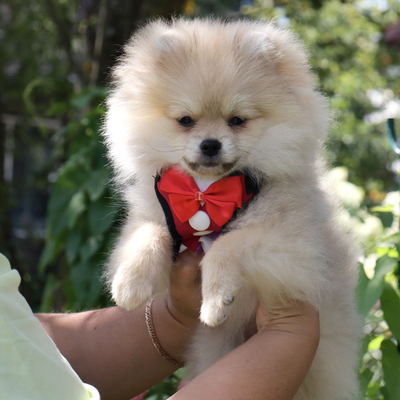 Валентра стар