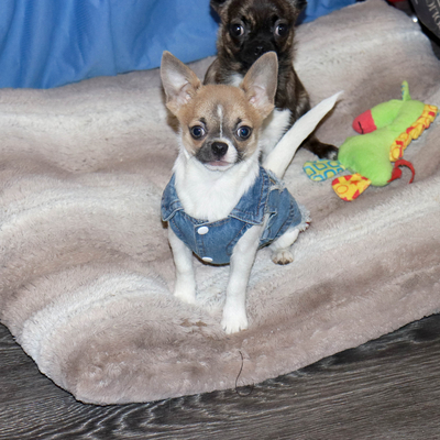 Продается Купить Чихуа в Москве