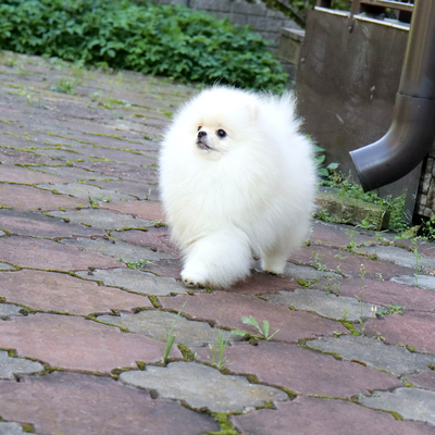 Валентра стар