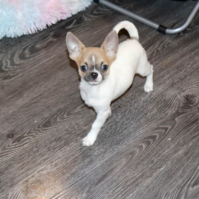 Валентра стар