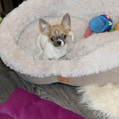 Валентра стар