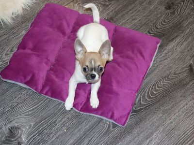 Валентра стар