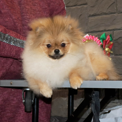 Продается Купить щенка шпица