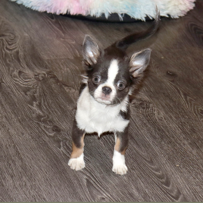 Продается Голубой чихуахуа