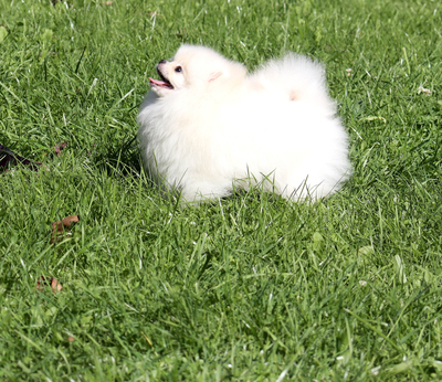 Валентра стар