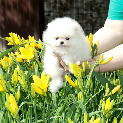 шпиц мини ,медвежонок шпиц,пом шпиц, померанский шпиц,видео шпи