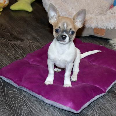 Валентра стар