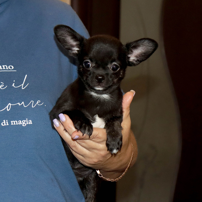 Валентра стар