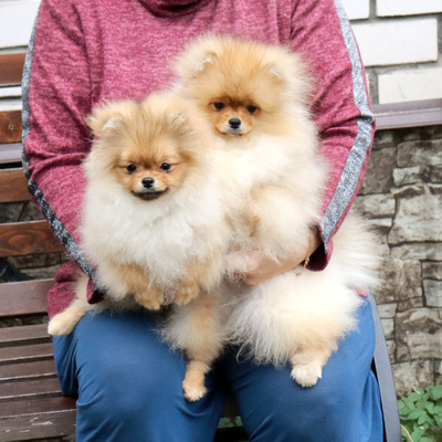 мини шпиц купить,медвежонок шпиц,пом шпиц, померанский шпиц,видео шпи мини шпиц купить,медвежонок шпиц,пом шпиц, померанский шпиц,видео шпи