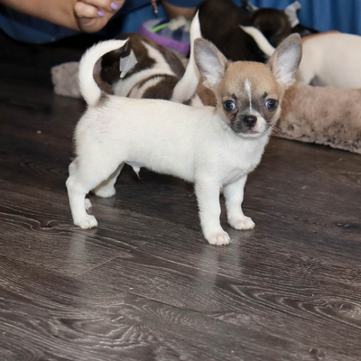 Валентра стар