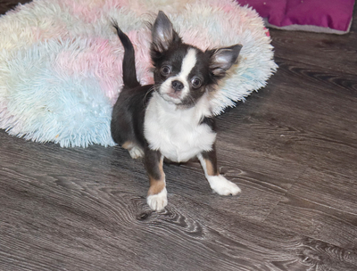 Валентра стар