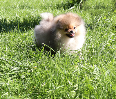 мини шпиц купить,медвежонок шпиц,пом шпиц, померанский шпиц,видео шпи мини шпиц купить,медвежонок шпиц,пом шпиц, померанский шпиц,видео шпи