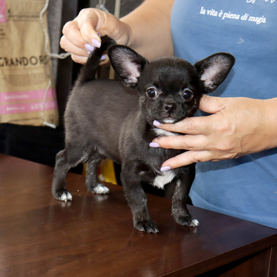 Валентра стар