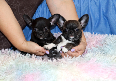 Валентра стар